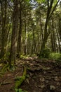 Tall Trees Tower Over Rocky Trail Royalty Free Stock Photo