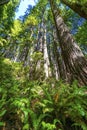 Tall Trees Towering Redwoods Ferns National Park Crescent City California Royalty Free Stock Photo