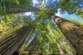 Tall Trees Towering Redwoods National Park Crescent City California Royalty Free Stock Photo