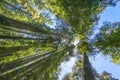 Tall Trees Towering Redwoods National Park Crescent City California Royalty Free Stock Photo