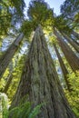 Tall Trees Towering Redwoods National Park Crescent City California Royalty Free Stock Photo