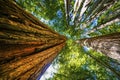 Tall Trees Towering Redwoods National Park Crescent City California Royalty Free Stock Photo