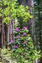 Tall Trees Towering Redwoods Pink Rhododendron National Park Crescent City California Royalty Free Stock Photo