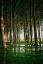 Tall trees in a tree farm are reflected in water.