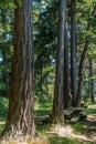 Tall Trees Wiht Picnic Table