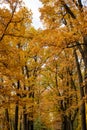 Tall trees with yellow leaves. Tree canopy in autumn forest Royalty Free Stock Photo