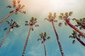 Tall tropic palm trees against the blue sky Royalty Free Stock Photo