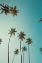 Tall tropical coconut palm trees retro toned