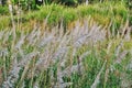 Tall tropical grass that grows mostly in swamp area