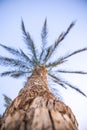 Exotic palm tree bottom view against the background of the sky Royalty Free Stock Photo