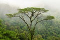 Tall tropical tree in the mountain Royalty Free Stock Photo