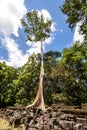 Tall tropical tree on the ruins of Krol Ko temple, Angkor, Cambodia