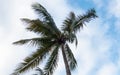 Tall tropical tree viewed from below