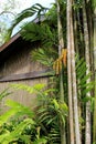 Tall, tropical trees with large leaves leaning against old,wood building