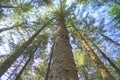 Tall trunk of a sitka spruce tree