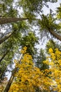 Tall trunks of green spruce trees and the yellow crown of young maples against the background of a gray autumn sky Royalty Free Stock Photo