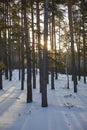 tall trunks of pine trees in winter forest with sun rays and shadows Royalty Free Stock Photo