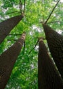 Tall tulip tree