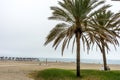 Tall twin palm trees along the Malaguera beach with ocean in the Royalty Free Stock Photo