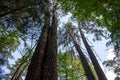 Tall twin pines in Borovsky pine forest Royalty Free Stock Photo