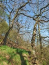 Tall twisted trees in the colden valley in west yorkshire in bright early spring sunlight Royalty Free Stock Photo