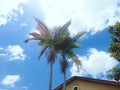 Palms in tropical day Royalty Free Stock Photo