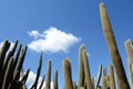 Tall unbranched columnar habit Cephalocereus