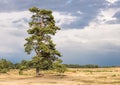 Tall und beautiful scotch pine, standing on a sand diune. Royalty Free Stock Photo