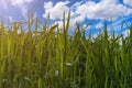 Tall, unmown grass on the lawn. Selective focus background