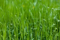 Tall, unmown grass on the lawn. Selective focus background