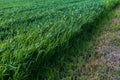 Tall, unmown grass on the lawn. Selective focus background