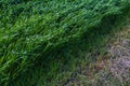 Tall, unmown grass on the lawn. Selective focus background