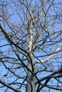 Tall unusual branched plane tree without foliage against clear blue sky in park. Bottom view. Vertical photo Royalty Free Stock Photo