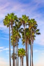 Tall Vertical Palm Trees