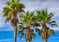 Tall Vertical Palm Trees