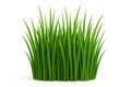 A tall and vibrant, green, stylized patch of 3D grass isolated on a white background Royalty Free Stock Photo