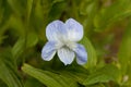 Tall violet Viola elatior