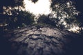 Tall Washington forest tree with heart shaped canopy view