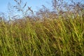 Tall weed grass blowing in wind, morning light, in meadow