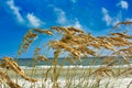 Tall weed grasses ocean wind Royalty Free Stock Photo