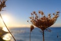 Tall weed growing on a sea shore