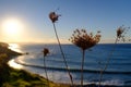 Tall weed growing on a sea shore