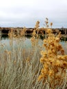 Tall weed rabbit brush water side