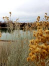 Tall weed rabbit brush water side