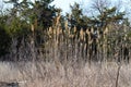Tall weeds in the forest