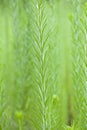 Tall weeds in with soft focus background