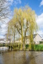 Weeping Willow in early spring