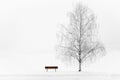 Tall weeping willow tree with a park bench on complete white background.