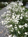 Tall white anemone flowers along historic garden path Royalty Free Stock Photo