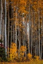 Tall White-bark Aspen Trees with Yellow Leaves